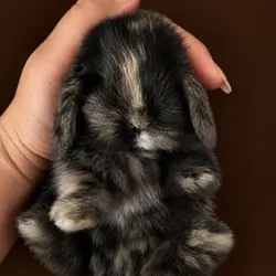 DWARF HOLLAND LOP BUNNIES