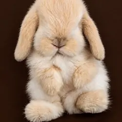 DWARF HOLLAND LOP BUNNIES