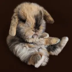 DWARF HOLLAND LOP BUNNIES