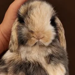 DWARF HOLLAND LOP BUNNIES