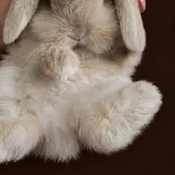 DWARF HOLLAND LOP BUNNIES