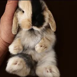 DWARF HOLLAND LOP BUNNIES