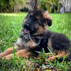 Beautiful Long-Haired German Shepherd Puppy
