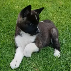 Adorable Black & White Puppy Looking for a Loving