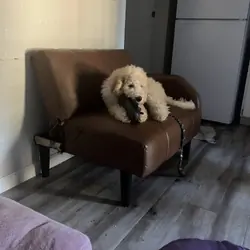 goldendoodle airdale moyen poodle mix