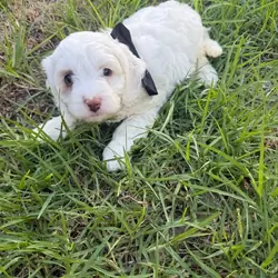 Dogs and puppies