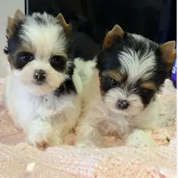 Biewer terrier puppies available