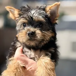 Yorkie puppies