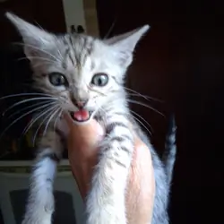 TICA Bengal kittens