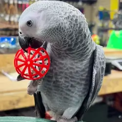 African grey parrots