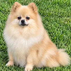 DOLLY - CKC Pomeranian