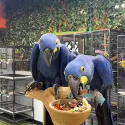Hyacinth macaws