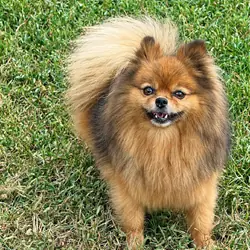 POPPY - CKC Pomeranian