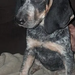Blue tick coonhound