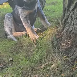 Blue tick coonhound