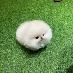 Pomeranian puppies Available