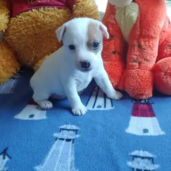 Jack Russell