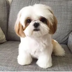 Shih Tzu Puppies Available