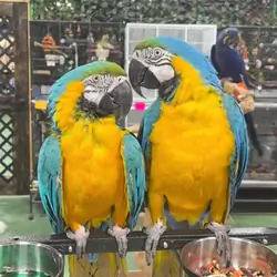 Macaw parrots