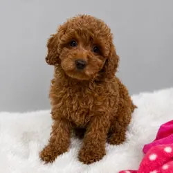 Poodle Puppies Available