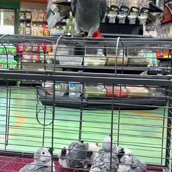 Babies African grey parrots