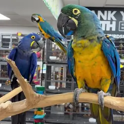 Macaw Birds