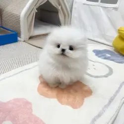 Pomeranian Puppies Available