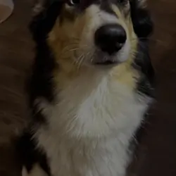 Rough Collie/Husky Mix Dog