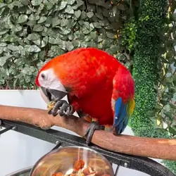 Scarlett Macaw