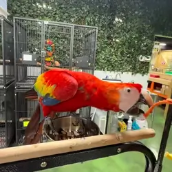 Macaw parrots