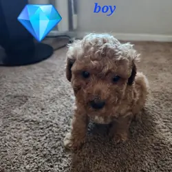 Toy poodles