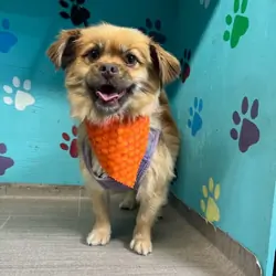 Pomeranian/Chihuahua Dog