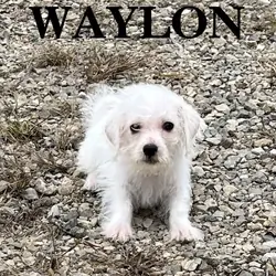 Waylon Male Schnoodle Puppy