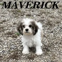 Maverick Male Schnoodle Puppy