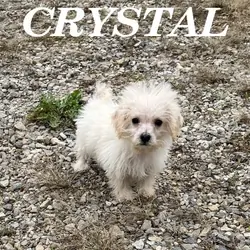 Crystal Female Schnoodle Puppy