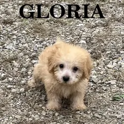 Gloria Female Schnoodle Puppy