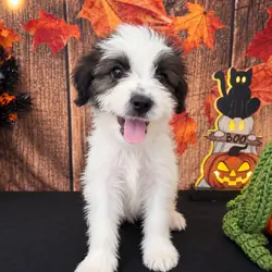 SHIH TZU × TOY POODLE — SHIH-POO PUPPIES