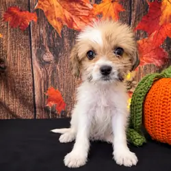 SHIH TZU × TOY POODLE — SHIH-POO PUPPIES