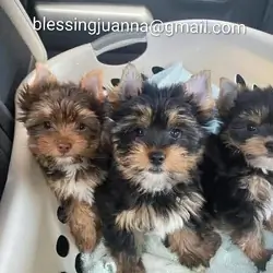 Adorable Yorkie Puppies Looking for Loving Homes S