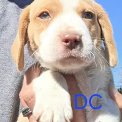 Lemon beagle Male - DC