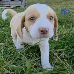 Lemon beagle Male - DC