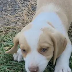 Lemon beagle Male - DC