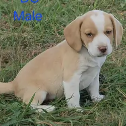 Lemon beagle Male - DC