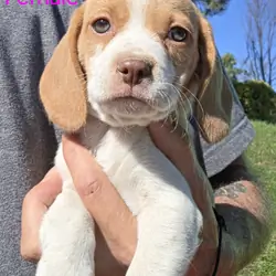 Lemon Beagle Female - Virginia