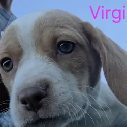 Lemon Beagle Female - Virginia