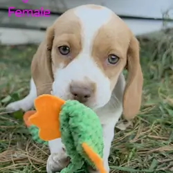 Lemon Beagle Female - Virginia