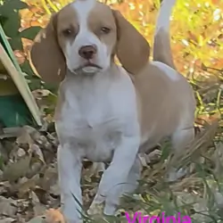 Lemon Beagle Female - Virginia