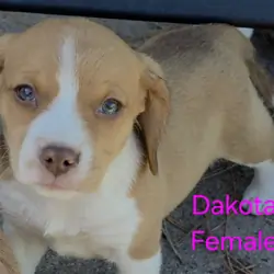 Chocolate Beagle Female - Dakota