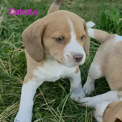 Chocolate Beagle Female - Dakota