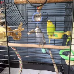 Two parakeets with cage